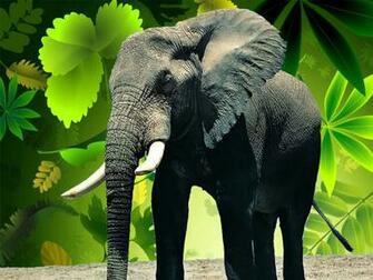 Elephants Best Wallpaper Computer