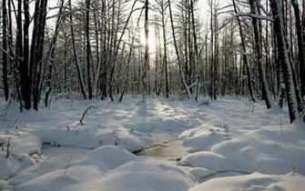 Winter Snow Trees Forest Woods Sunsrise Sunset Sunlight Wallpaper