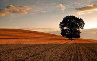 Oak Tree Wallpaper Archives HDwallsource