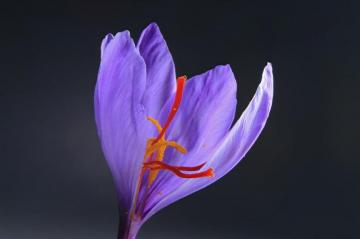 Saffron Pictures Image