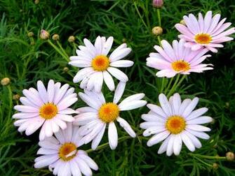 New Flower Wallpaper