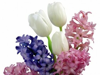 Hyacinth Flowers Asparagaceae Family Wallpaper Pic Sa