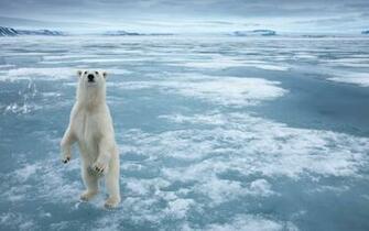 Wallpaper Arctic Beauty