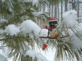 Red Birds In Snow Where Did All This Come