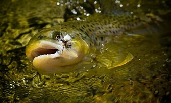 Caught Fly Fishing Photography