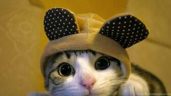 Cute Dressed Cat Wallpaper Pictures Photos Image