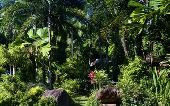 Daintree Rainforest Wallpaper