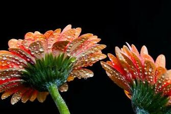 Flower Plant Beautiful Background Sophisticate Nice Nature