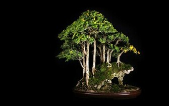 Bonsai Tree Lovely Wallpaper In HD