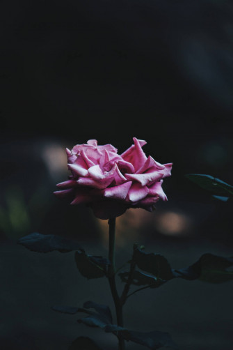 Top Rose iPhone Wallpaper Full HD 4k To Use