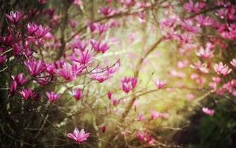 Spring Flowers Wallpaper Desktop On