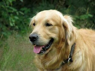 HD Golden Retriever Dog Wallpaper Webextensionline