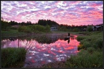 Pink Nature Wallpaper