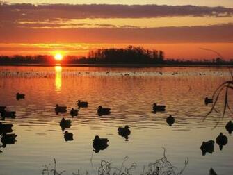 Ducks Unlimited Wallpaper
