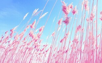 File Name Pink Nature Wallpaper