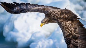 Eagle Pictures Image
