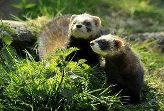 Ferret Wallpaper Desktop Animal And