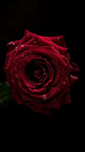 Beautiful Morning My Love Flowers Black Background Rose