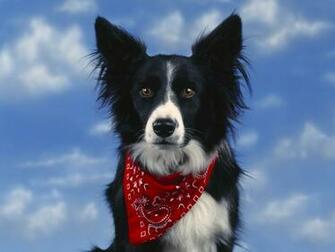 Hq Bandit Border Collie Wallpaper