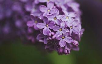 Lilac Wallpaper