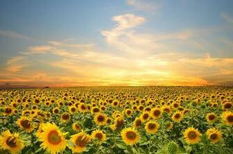 Sunflowers Flowers Sunset Sky Splendor Petals Nature Field Clouds
