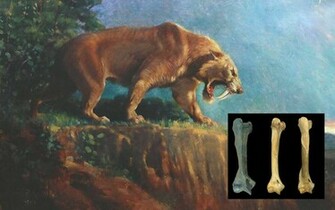 Saber Tooth Tiger Skeleton Skull