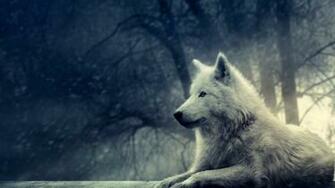 Wolf Wallpaper