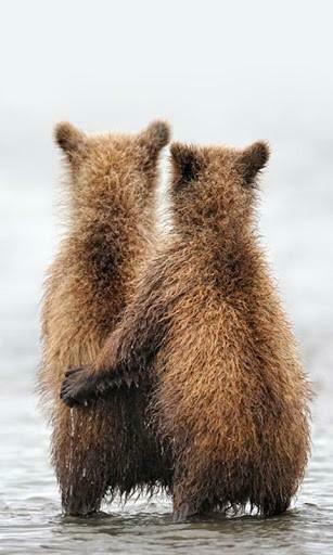 Cute Animals Live Wallpaper For Android By Onyx Software