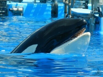 Shamu Wallpaper
