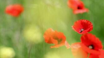 Poppy HD Wallpaper Background Image Id