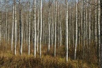 Birch Tree Wallpaper Desktop Background