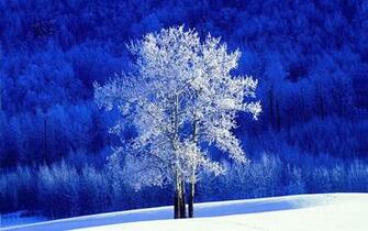 Frosted Aspen Tree Wallpaper HD