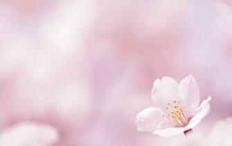 Spring Flowers Background Desktop