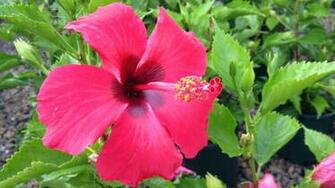 Hibiscus Flower Wallpaper