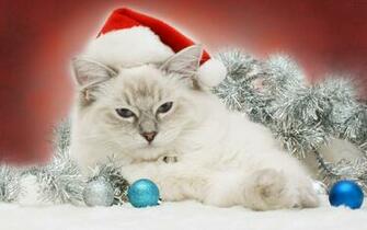 Christmas Cat Cats Wallpaper