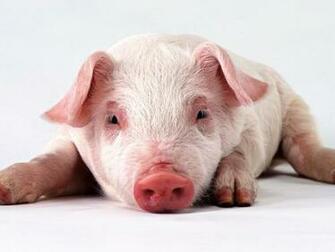 Pig Screensaver Screensavers