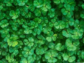 Happy St Patrick S Day 4k HD Desktop Wallpaper For