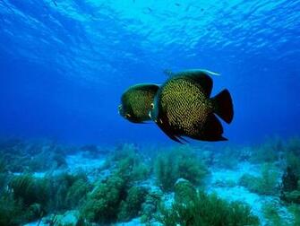 Tropical Fishes Wallpaper