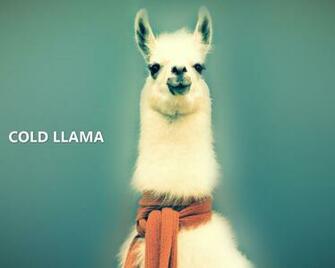 Wallpaper Lama Cold Llama Animals 3d For Desktop