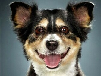 Cool Dog Wallpaper