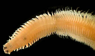Chinook Salmon Eggs Are Collected From Mature Fish In The Little