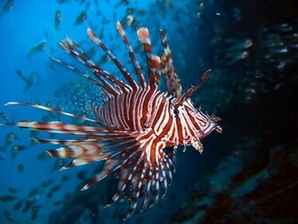 Lionfish Wallpaper