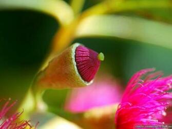 Flowers Walls Wallpaper HD Nexus Rose Number Fb