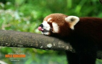 Red Panda Wallpaper 10wallpaper