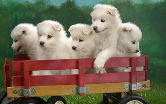 Wagonload Of Samoyed Puppies Wallpaper HD