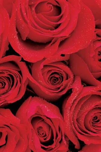 Day Theme Red Roses iPhone Wallpaper
