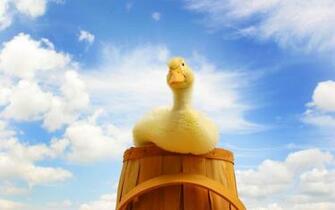 Desktop Wallpaper Of Funny Yellow Duck Computer