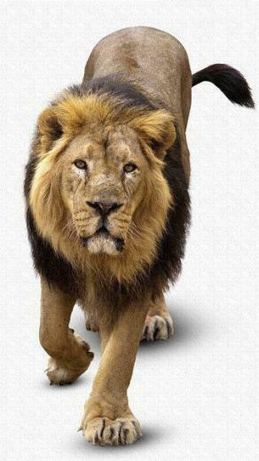 Lion iPhone 6s Plus Wallpaper
