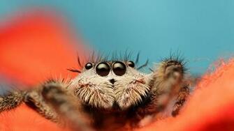 Wallpaper Jumping Spider 5k 4k 8k Macro Black Eyes