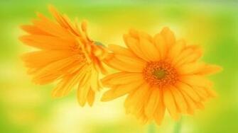 Windows Wallpaper Flower1 Jpg